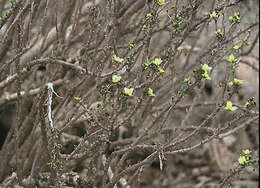 Sivun Euphorbia lactiflua Phil. kuva