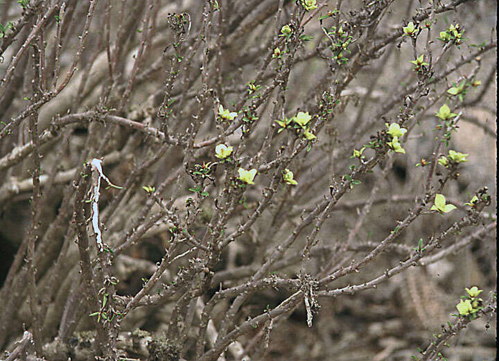 Sivun Euphorbia lactiflua Phil. kuva