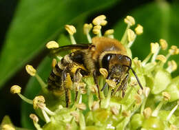 Image of Cellophane bees