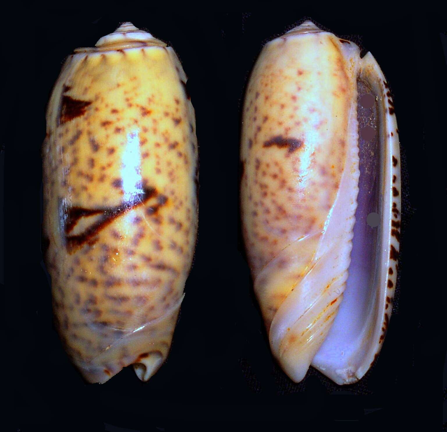 Sivun Oliva miniacea (Röding 1798) kuva