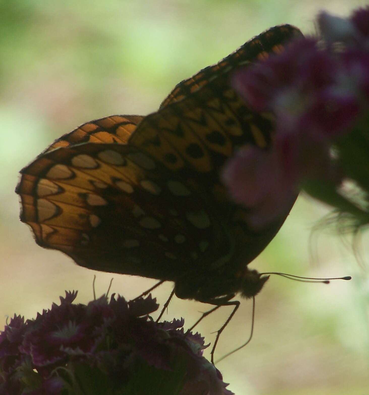 Image of Greater Fritillaries