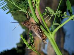 Melanoplus differentialis (Thomas & C. 1865)的圖片