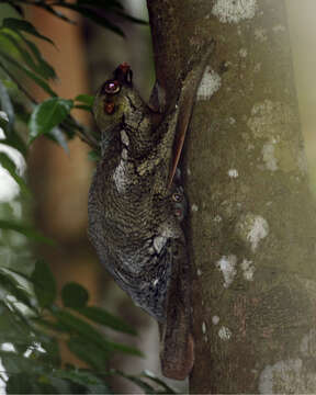 Image of Malayan Flying Lemurs