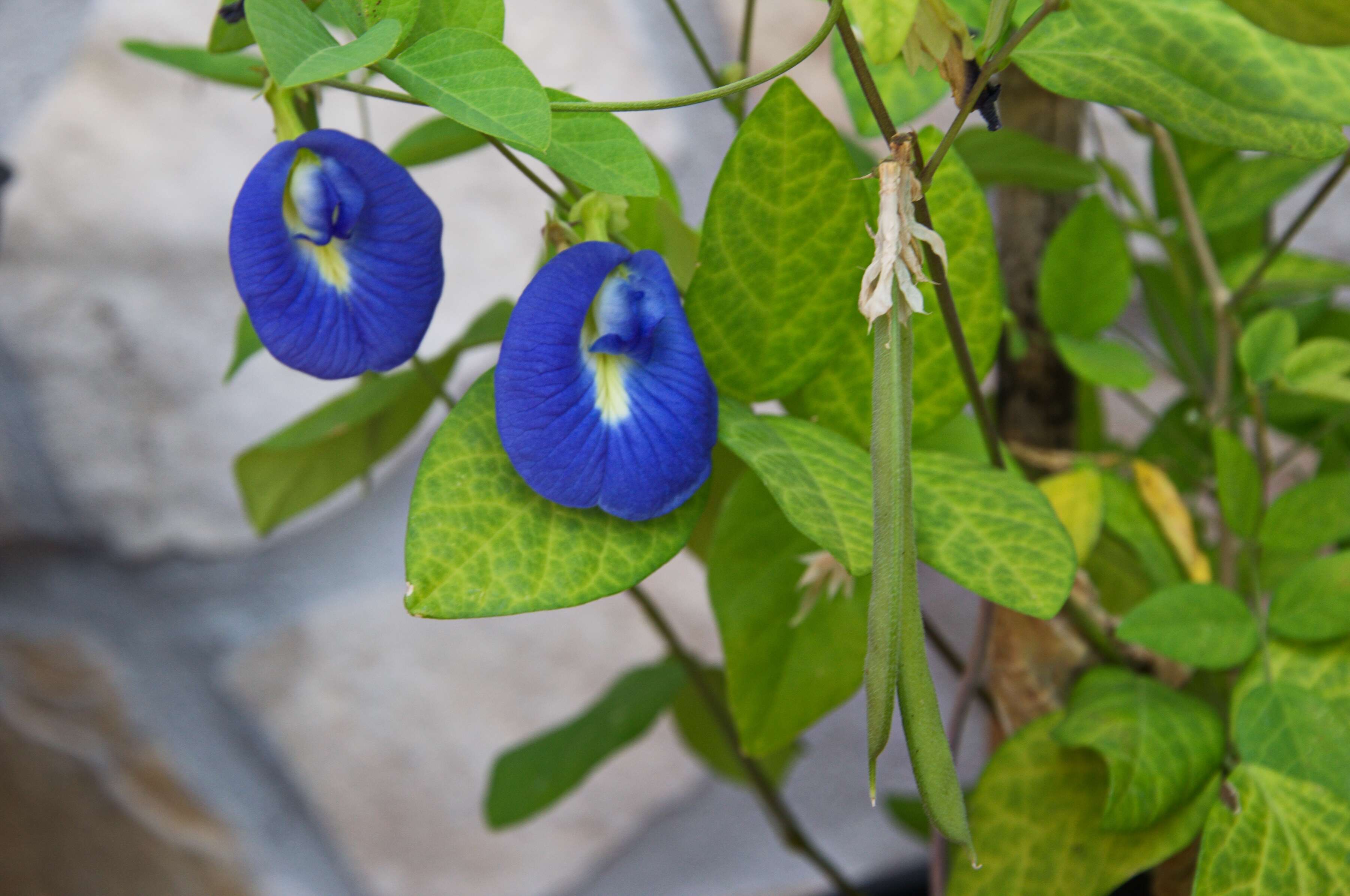 Слика од Clitoria