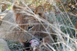 Image of big cats