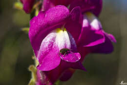 Image of Snap Dragons