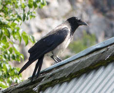 Image of Corvus Linnaeus 1758