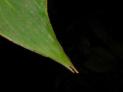 Image of Heliconia imbricata (Kuntze) Baker