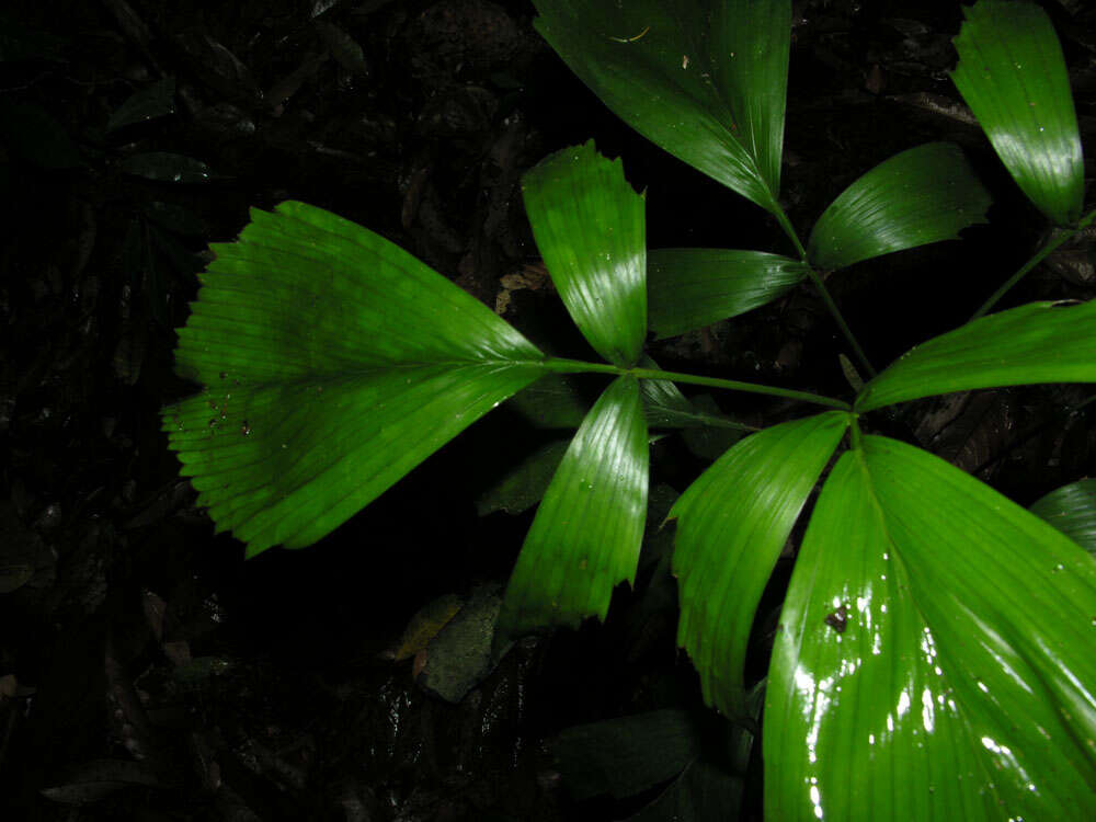 Reinhardtia simplex (H. Wendl.) Burret的圖片