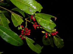 Image of Erythroxylum macrophyllum Cav.