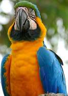 Image of macaws