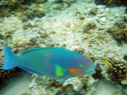 Image of Rivulated parrotfish