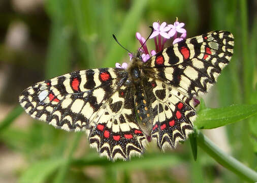 Image of Zerynthia rumina (Linnaeus 1758)