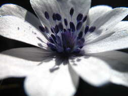 Image of broad-leaved anemone