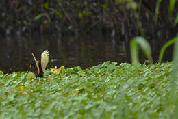 Imagem de Jacana jacana (Linnaeus 1766)