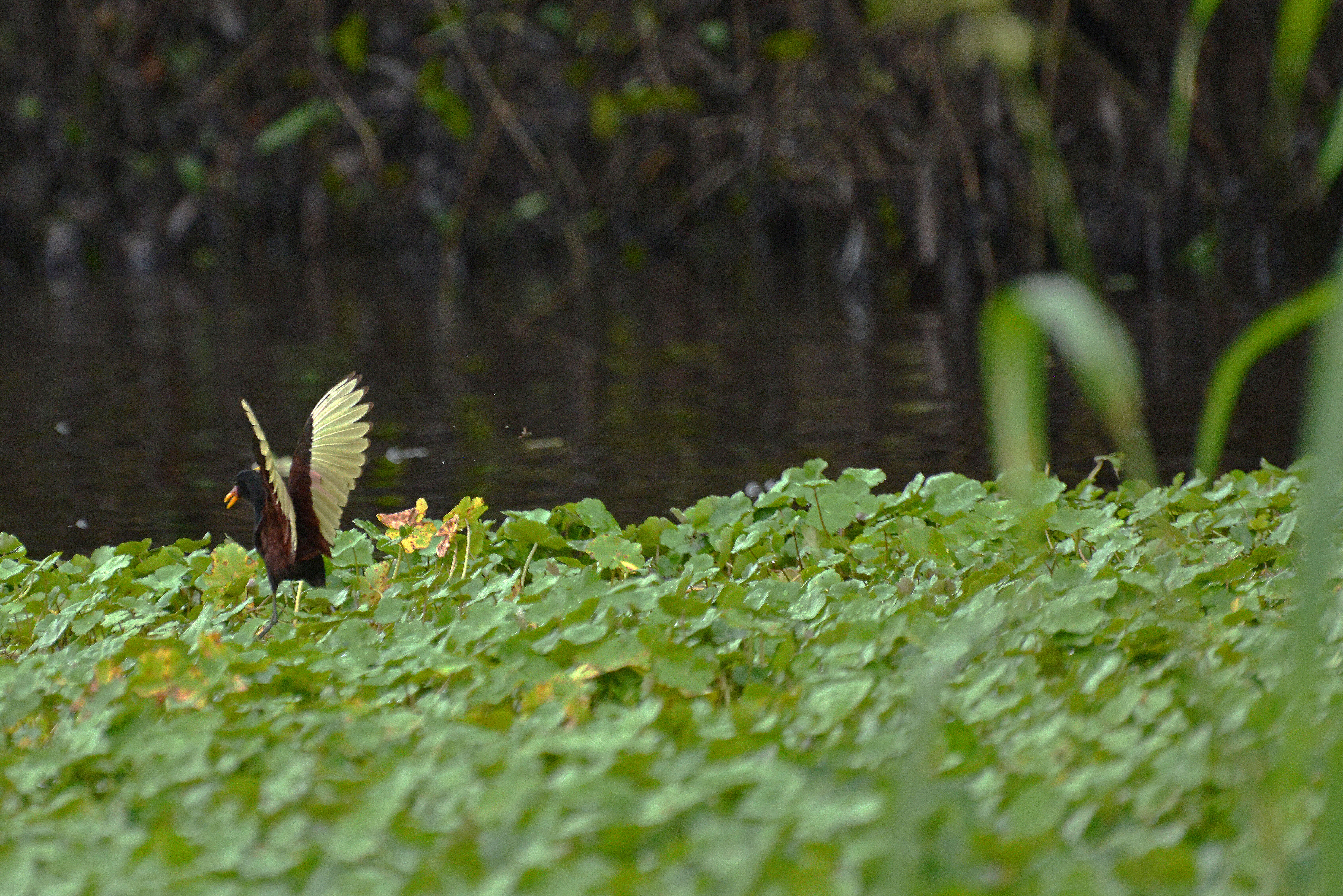 Image of Wattled Jacana