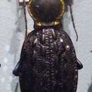 Image of Carabus (Coptolabrus) ignimitella ignimitella Bates 1888