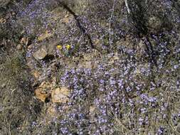 Phacelia distans Benth.的圖片