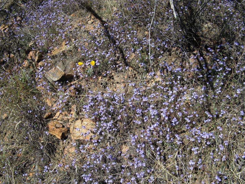 Phacelia distans Benth.的圖片