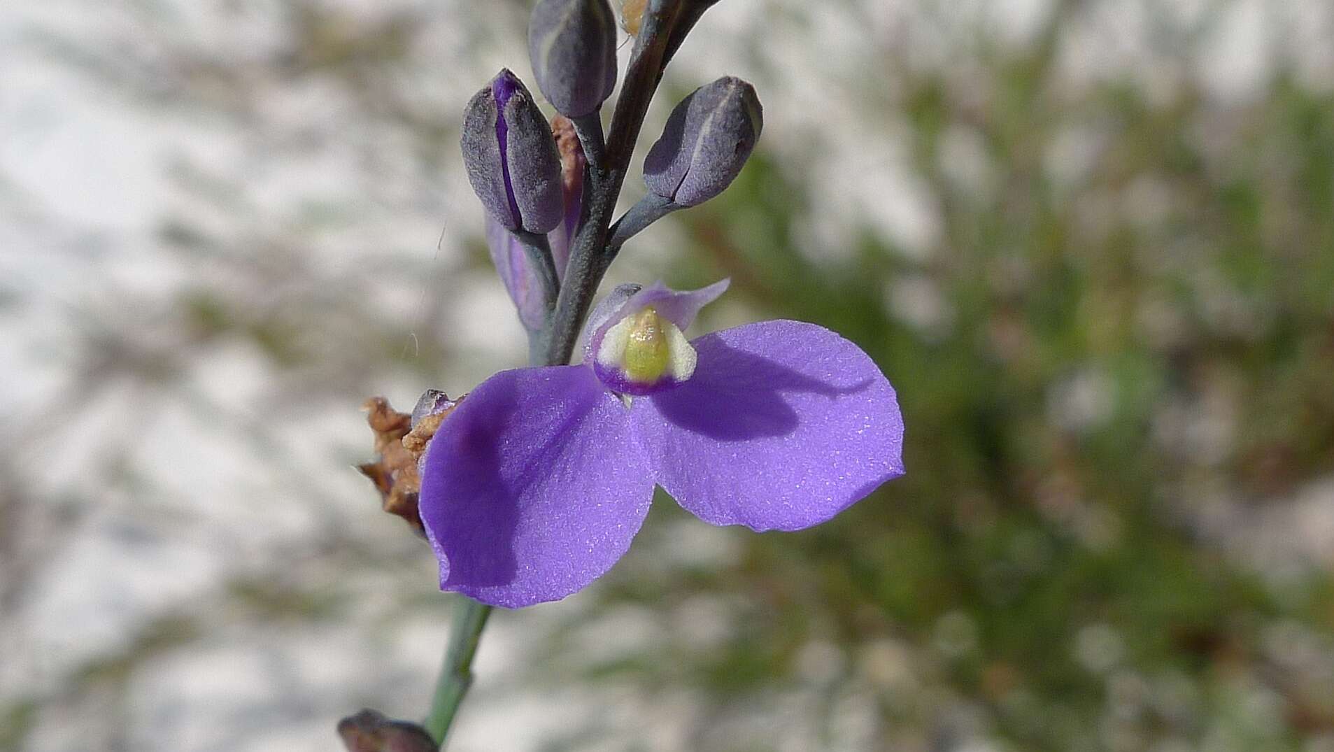 Image of milkwort