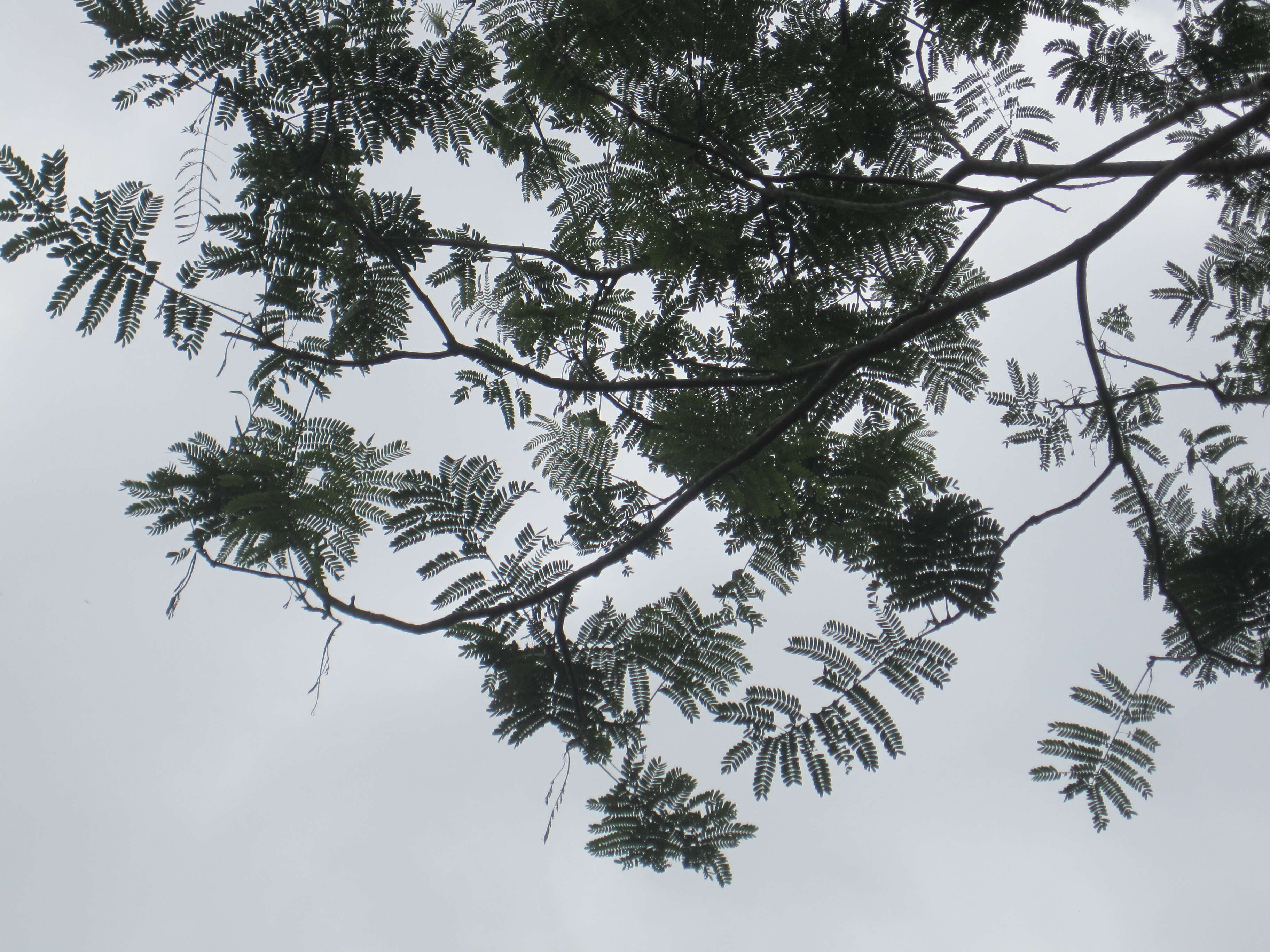 Image of Brazilian firetree