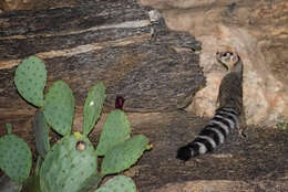 Image of Bassariscus Coues 1887