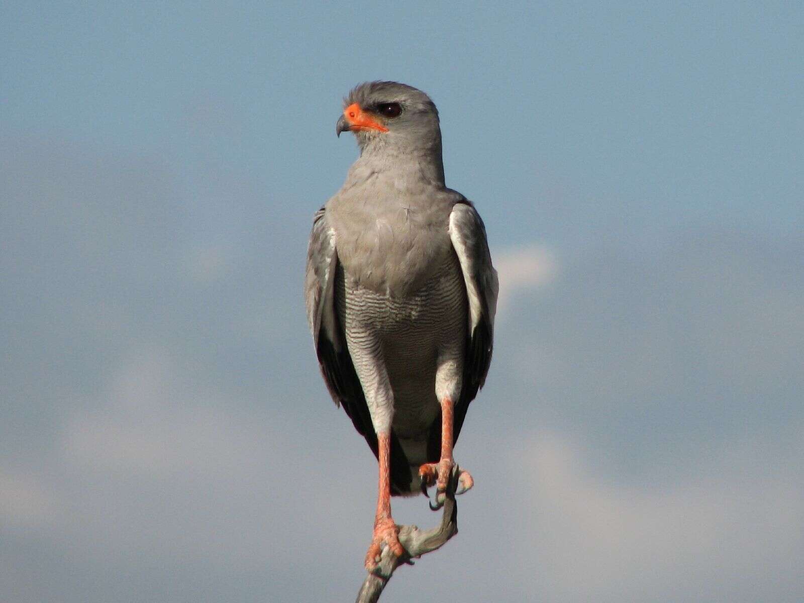 Image of Pale Chanting Goshawk