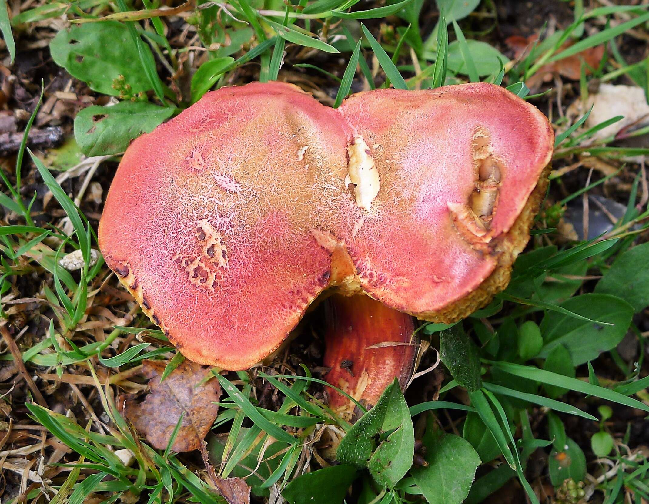 Image of Hortiboletus