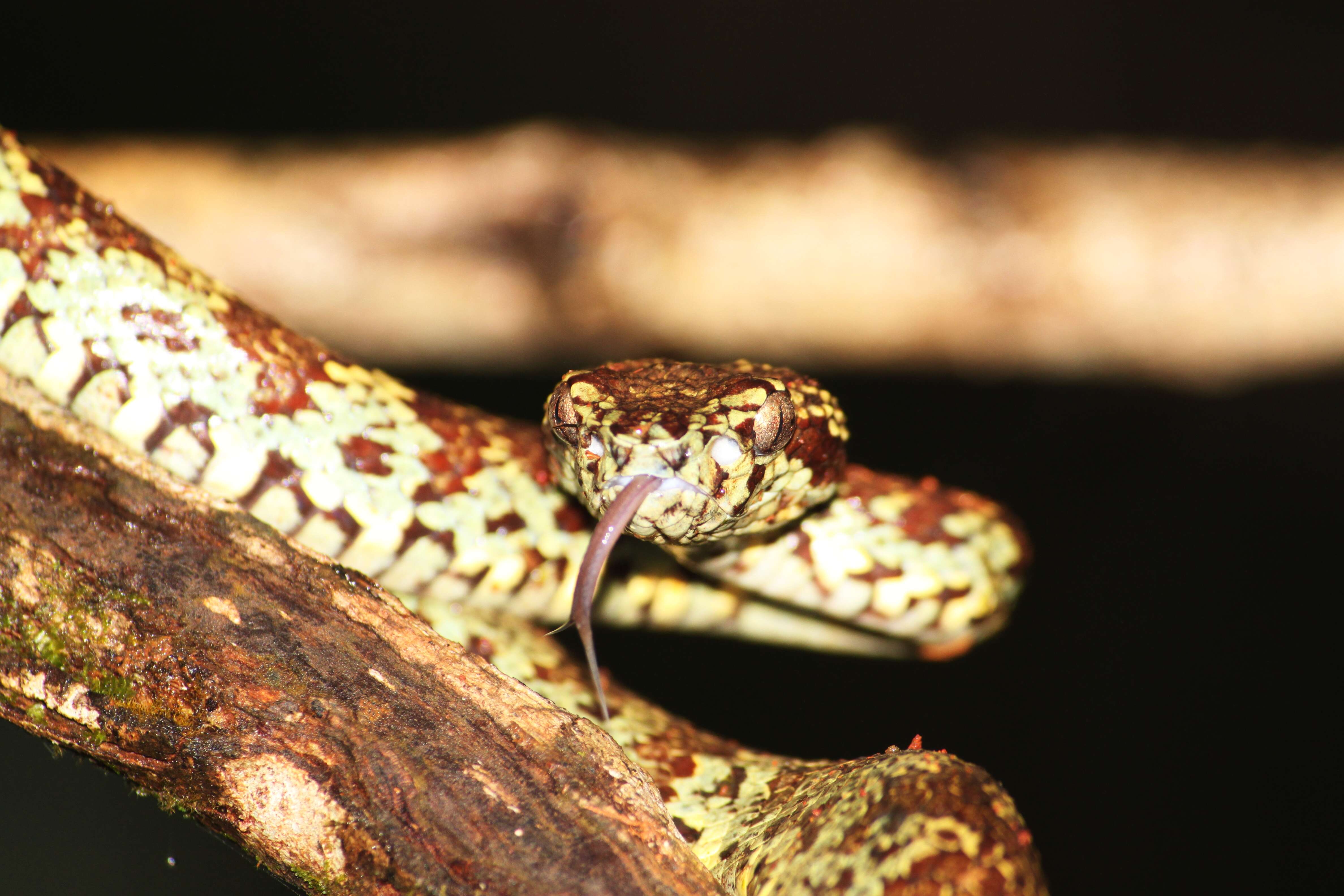 صورة Trimeresurus subgen. Craspedocephalus Kuhl & Van Hasselt 1822