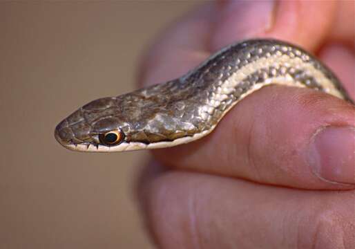 Image of Bernier's Striped Snake