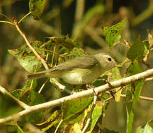 Image of Vireo Vieillot 1808