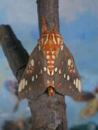 Image of Citheronia brissotii meridionalis Bouvier 1927