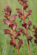 Image of Orobanche gracilis Sm.