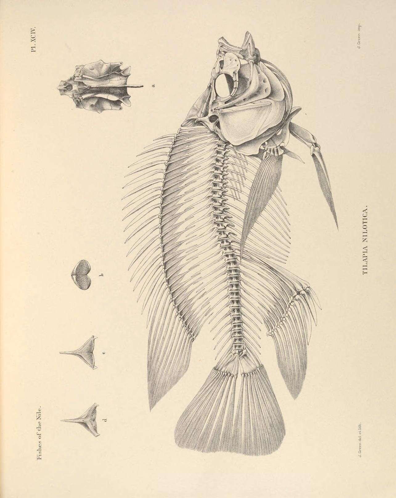 Image of Oreochromis