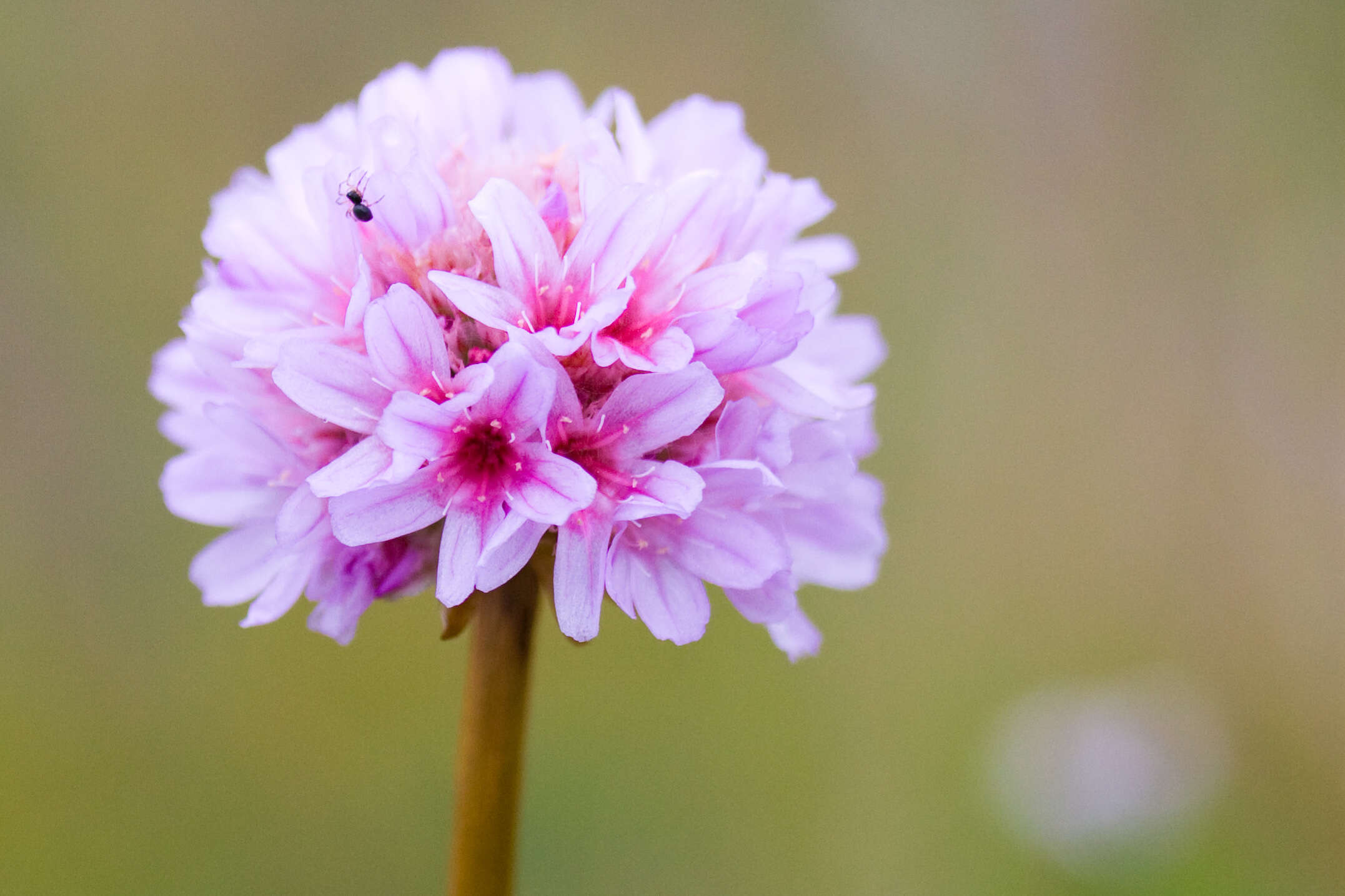 Image of thrift seapink