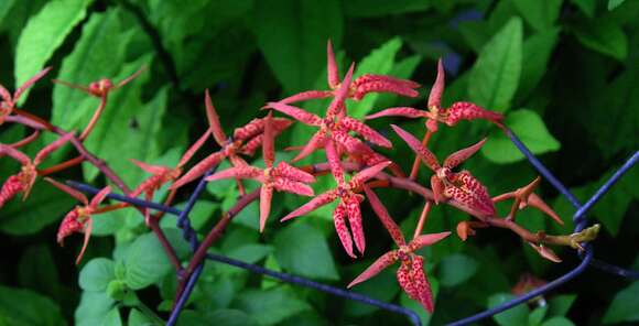 Renanthera breviflora (Rchb. fil.) R. Rice & J. J. Wood的圖片