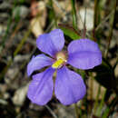 Image of Scaevola calliptera Benth.