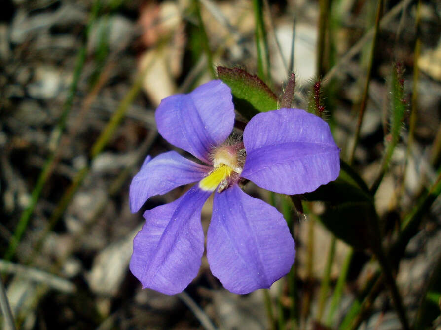 Image of Scaevola calliptera Benth.