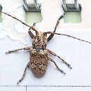 Image of Prosoplus long horned beetle