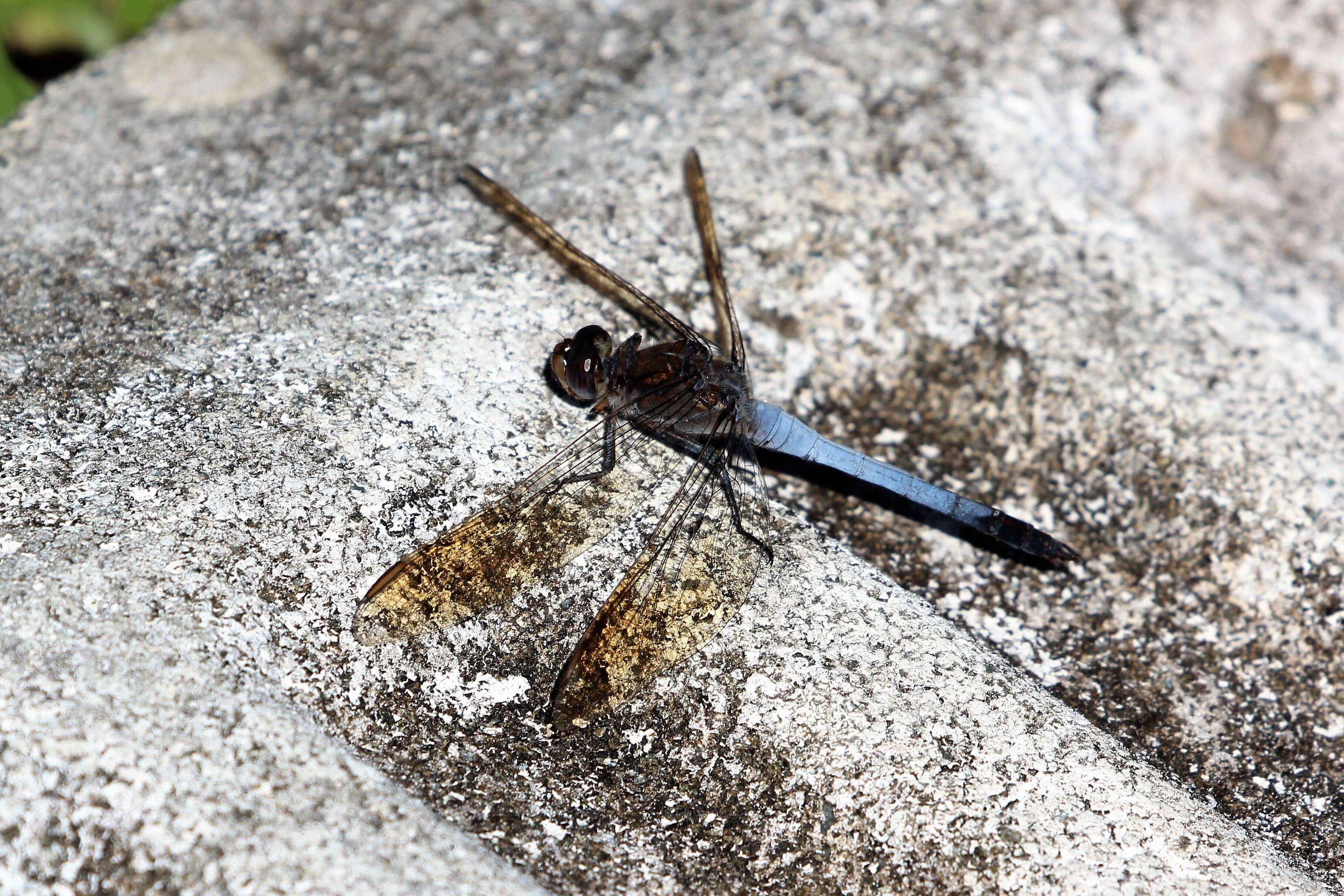 Image of Skimmers (Dragonflies)