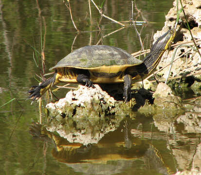 Image of Deirochelys