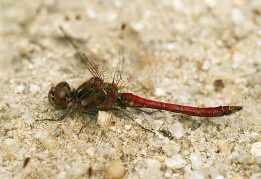 Image of Sympetrum Newman 1833