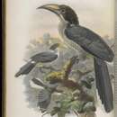 Image of Ceylon Grey-Hornbill