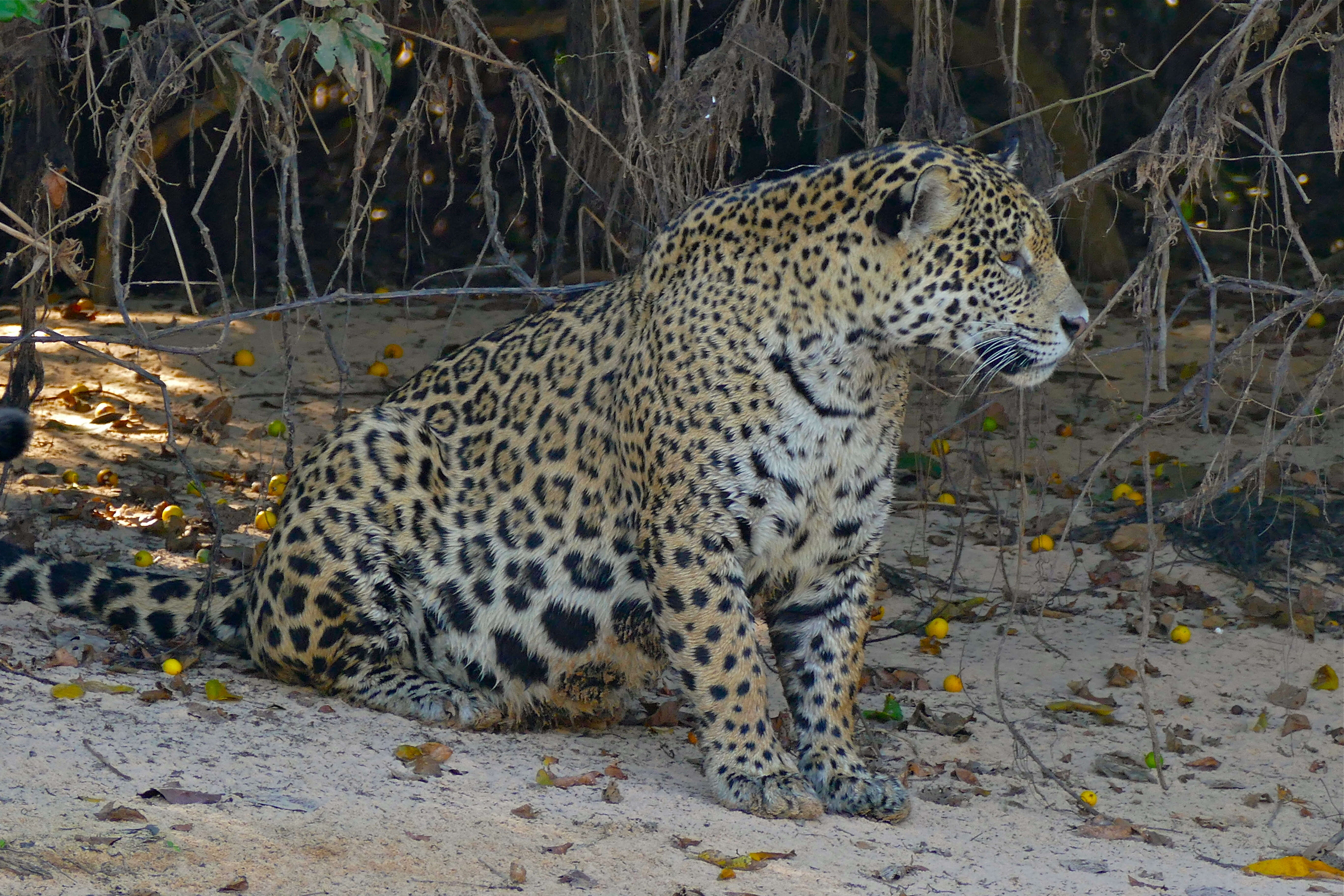 Image of big cats