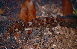Image of Leaf-tailed Geckos