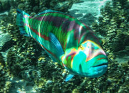 Image of Parrotfish