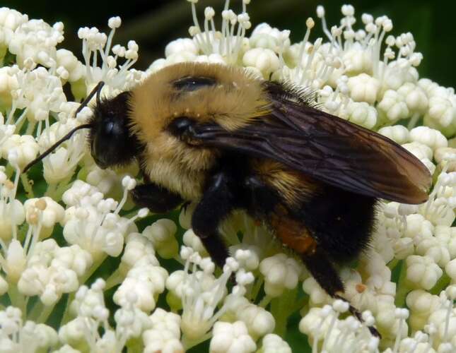 Image of Bumblebees