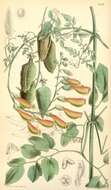 Image of Eccremocarpus