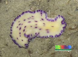 Image of white and purple flatworm