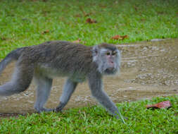 Image of macaques